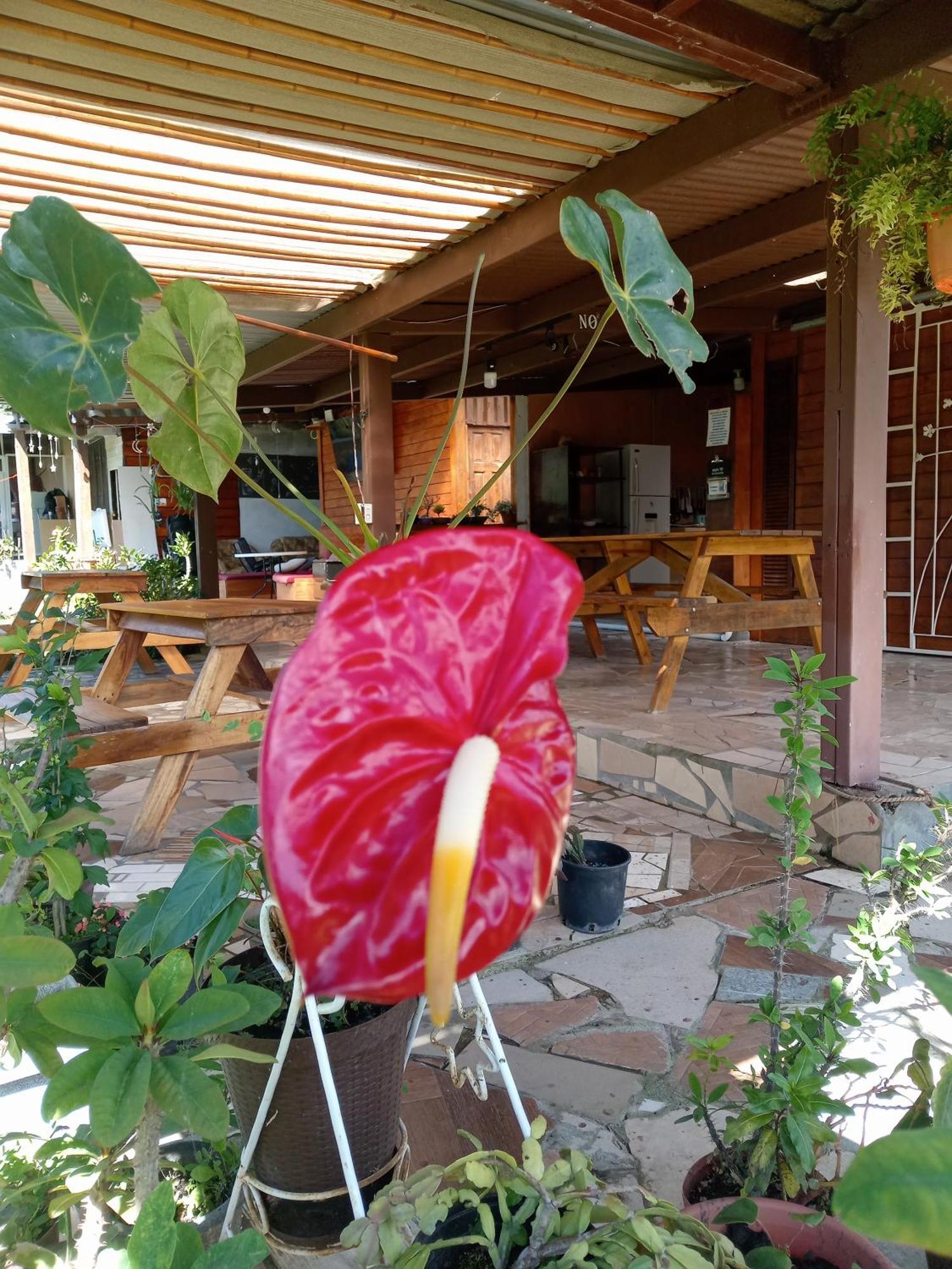 Hostal Vista Boquete Bajo Boquete Eksteriør billede