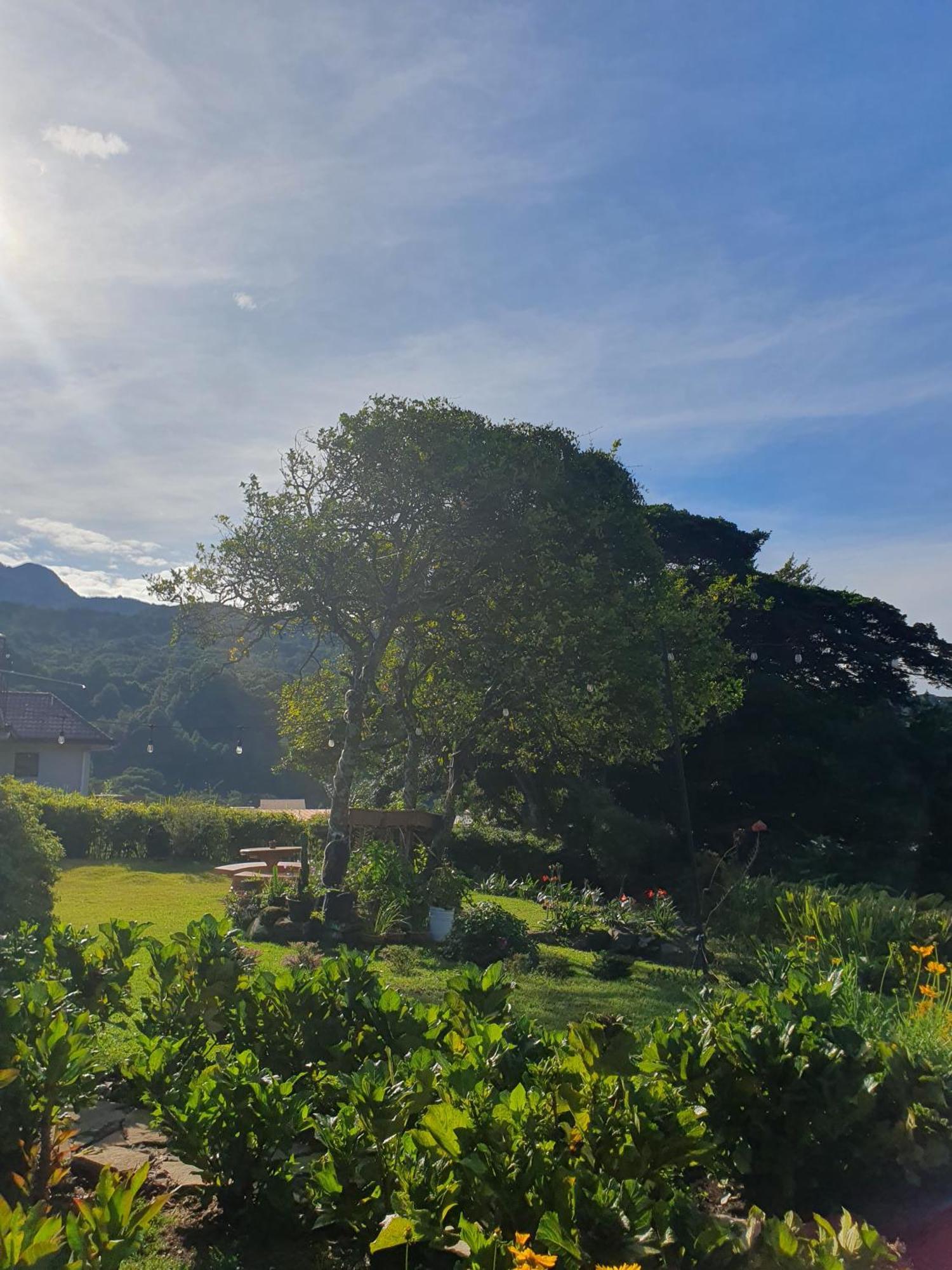 Hostal Vista Boquete Bajo Boquete Eksteriør billede